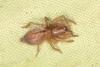 Clubiona sp.